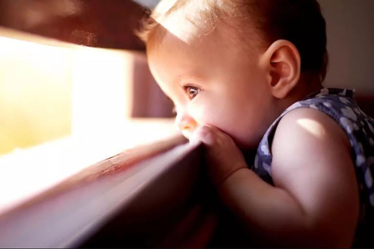 Chew on window