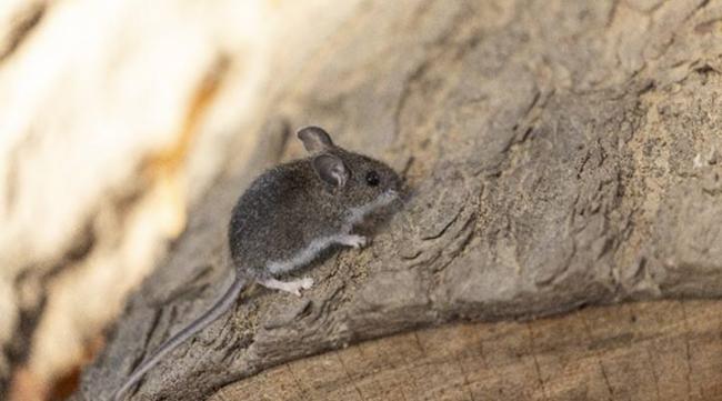 Image of Rodent