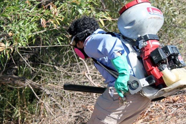Mosquito control