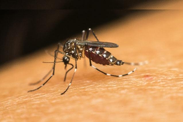 Mosquito image